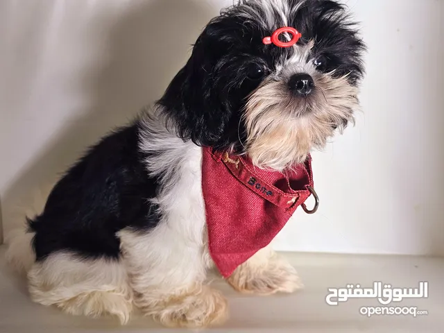 shihtzu peur شيتزو بيور