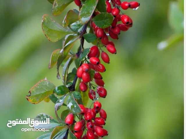 زِرِشک قائنات، زِرِشک نَفّاخ ممتاز content_copyautorenewthumb_upthumb_downproarrow_drop_down