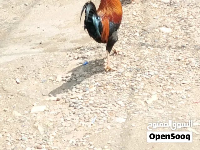 ديك عرب من بغداد ابو دشير