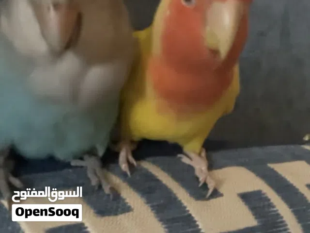 طيور روز ذكر و انثى اليفين
