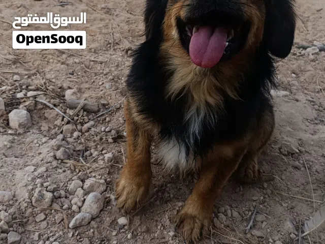 دكر شواوا عمره فوق سنه للبيع او تبديل
