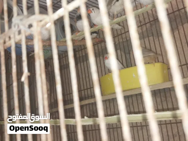 9 طرف زيبرا 4كوبيات وانتايه فيهم غلاظة وطرف مشوش