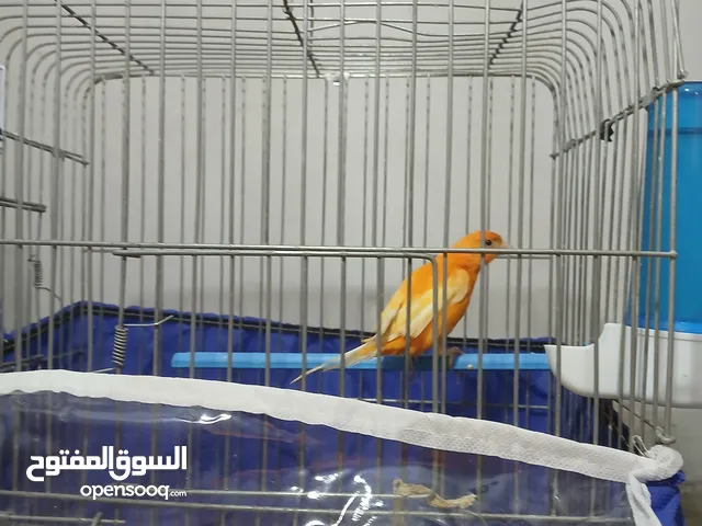 اقفاص للبيع