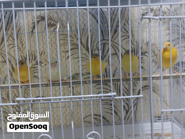 فراخ كناري