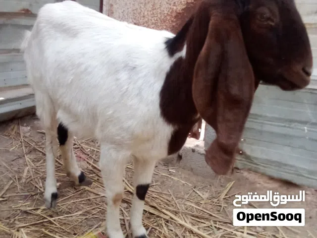 صخله افغانيه للبيع أقره الوصف