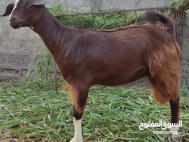 صخله و تيس العمر 6 شهور شوف تحت