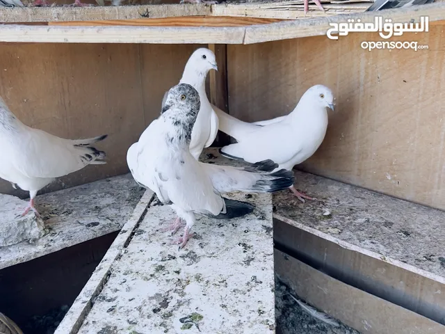 متاح حمام تور