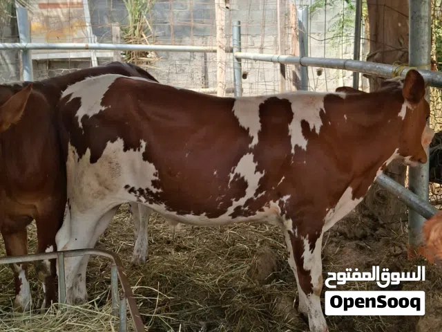 بيع ثيران جمله 5