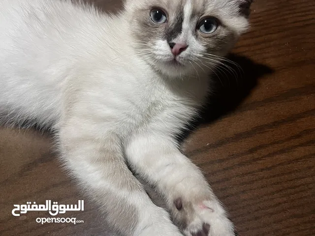 قط ذكر سكوتش فولد مكس شيرازي