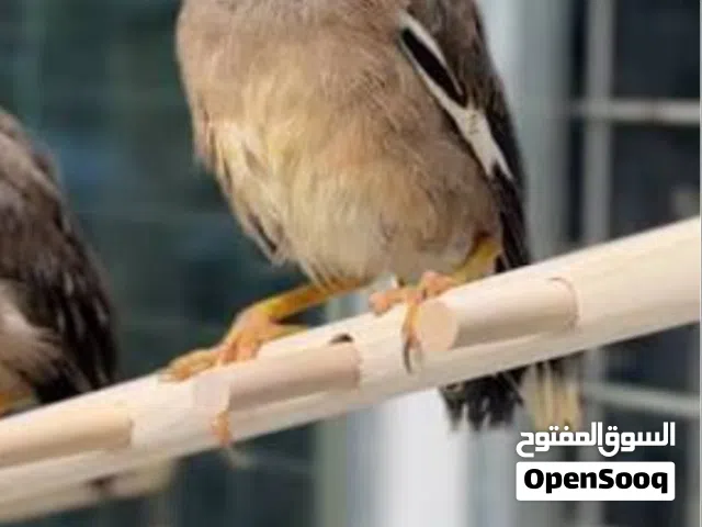 للبيع  فروخ طيور  المينا