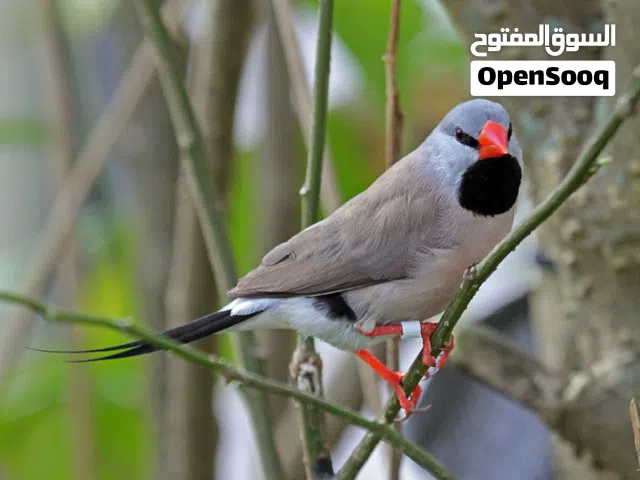 مطلوب اقره لوصف قبل ماتراسل مهم جدا