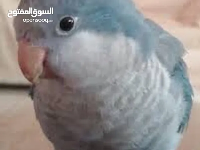 لعشاق الطيور Bird Lovers’ Offer