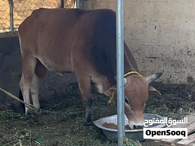 ثور مال دار ومطعوم طعام الدار