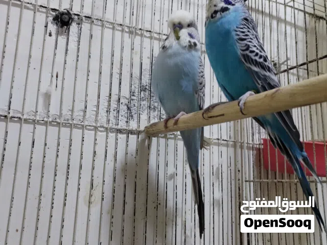 طيور بادجي انكليزي