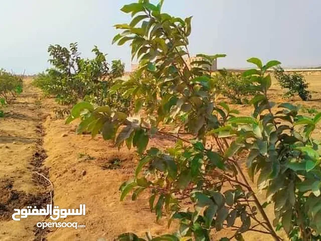 Farm Land for Sale in Giza Remaia