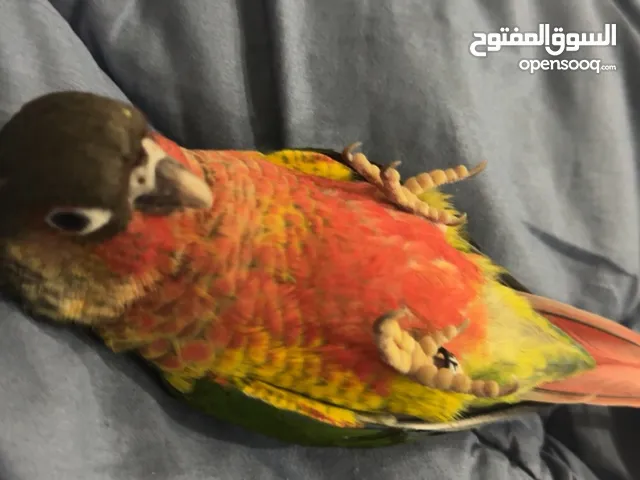للبيع كنيور