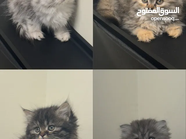 قطط انثى