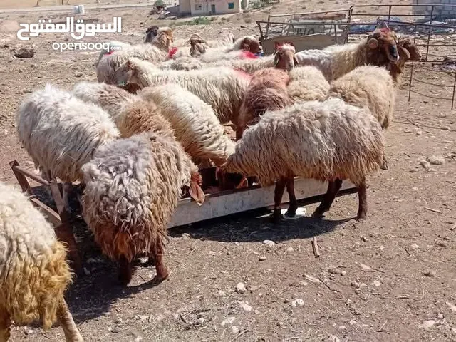 حلال بلدي بصلاة على النبي