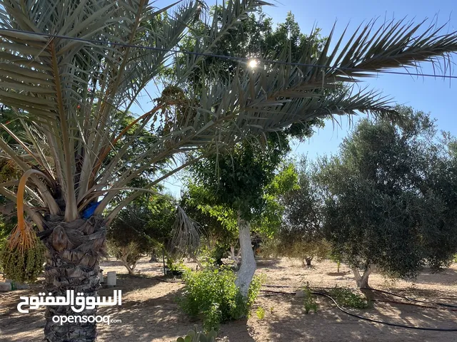 Farm Land for Sale in Tripoli Tajura