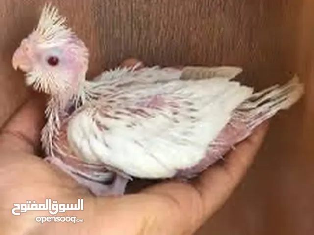 فرخين كوكتيل البينو عين حمره للزق اليدوي