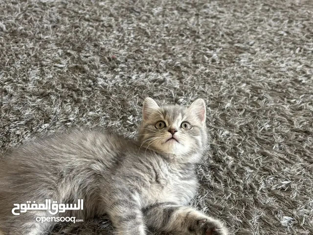 British shorthair cat for sell للبيع سكوتش بريتش شورت هير