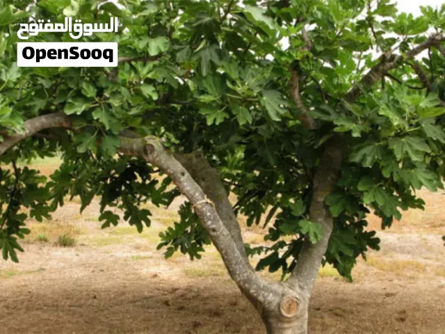 عندي أغصان أشجار تين جزائري للغرس (للتبادل)