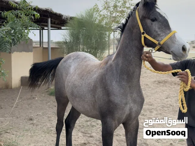 للبيع مهرة عربيه