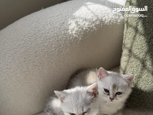 قطط سكوتش ستريت جميلة