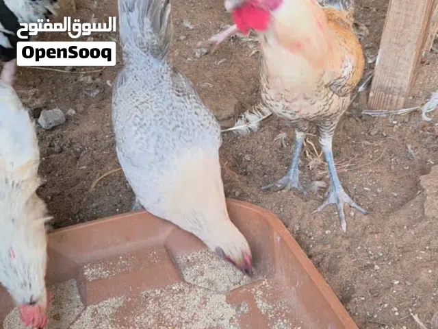 دجاج فيومي ودجاج باكستاني