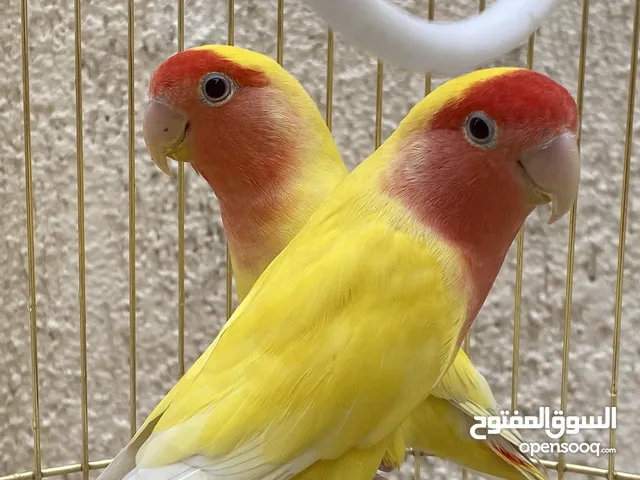 للبيع طيور روز lovebird ................................................... للبيع طيور lovebird