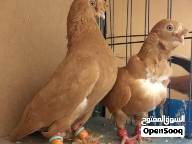 متاح للبيع