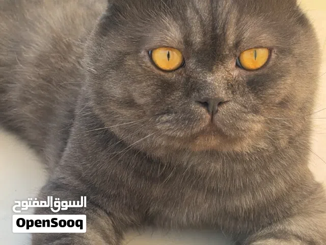 قط ذكر للتزاوج ، male cat for mating