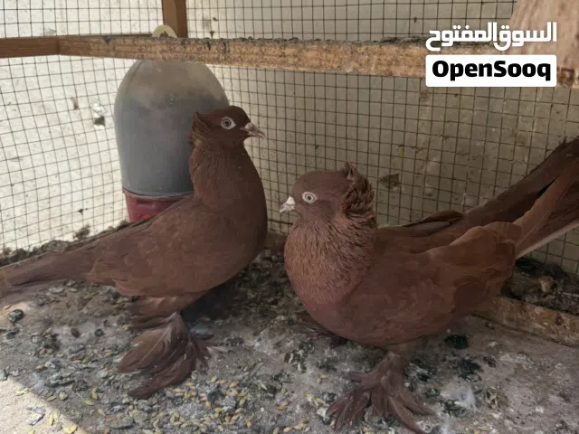 رواعب حمر للبيع كبار و رواعب صفر للبيع كبار و رواعب  صفر مخاليف للبيع