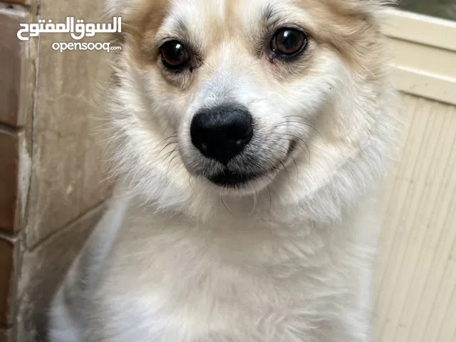 للبيع كلب بوميرانيان