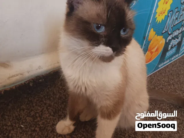 سيامي مخلوط انثى حامل عمرها 14 شهر قابل لتفاوض