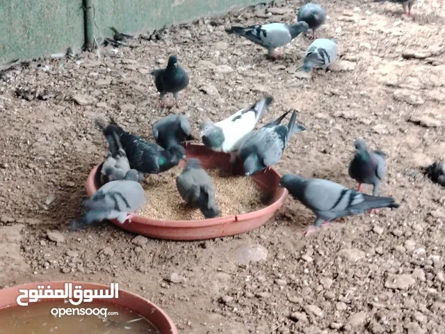 حمام بلدي للبيع