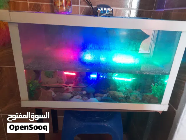 حوض أسماك شغل منظم