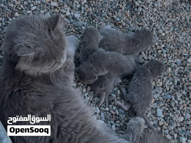 قطط السلاله مكس