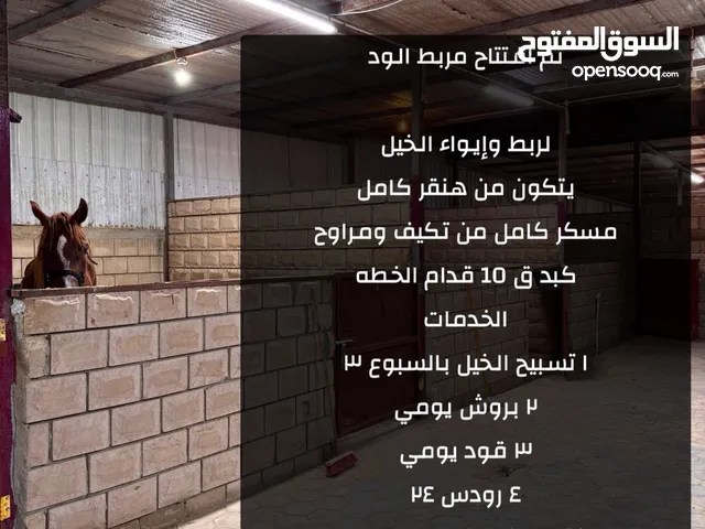 اجار مناجر خيل