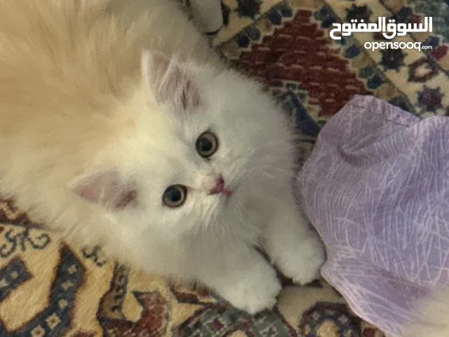 كيتن شيرازي 3شهور