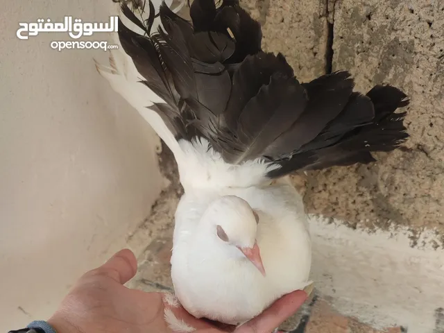 حمامه هزاز اللون ابيض و اسود
