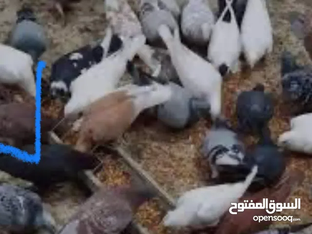 حمام بري عماني