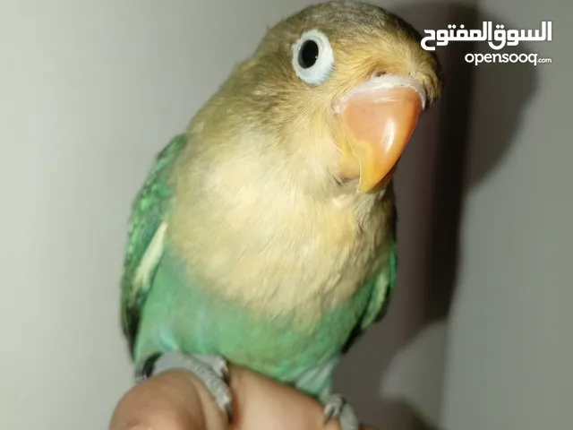 سلام عليكم اقرا الوصف