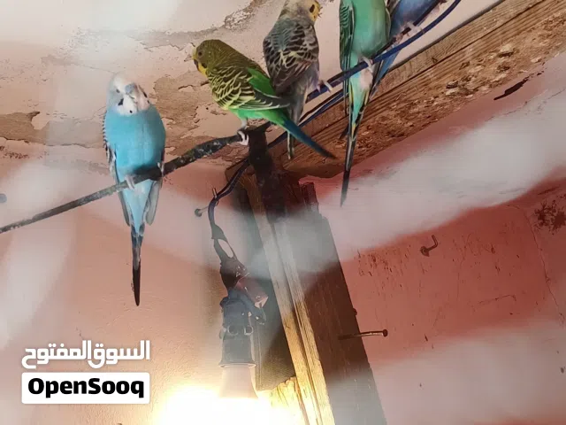 متوفر بعد الصلاة على النبي زوجين حب وانثاي  ألوان مختلفة