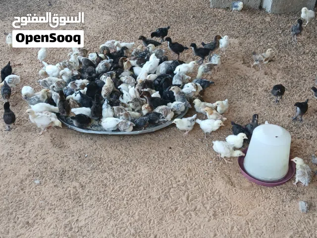 كتكوت عربي عمره شهر