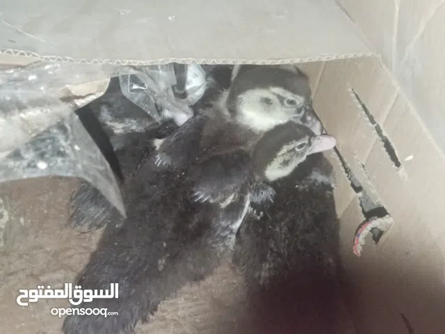 بط ل بيع صور قديمه بط متوسطات تو