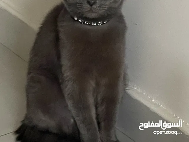 للبدل قط سكوتش ببغبغاء أليف
