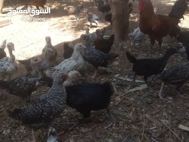 دجاج عربي للبيع