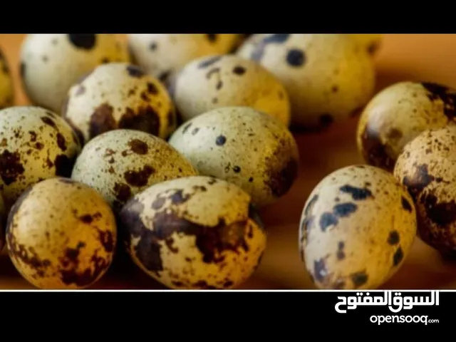 بيض فري ( سمان ) سوبر جامبو طازج يوميا