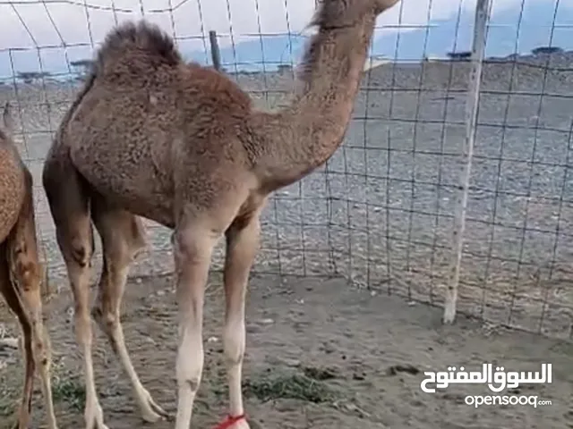 قعود فطيم سمين ونضيف من الآخر
